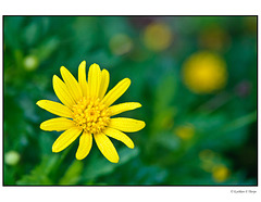 Bush Daisy and Bokeh