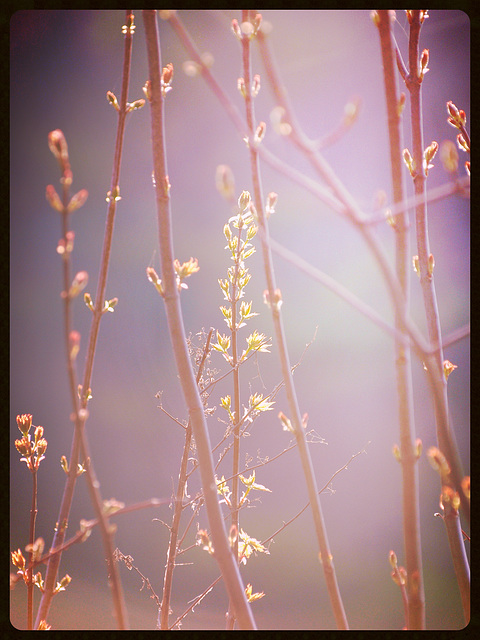 morning light is magic