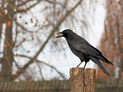 Krähe (Zoo Heidelberg)