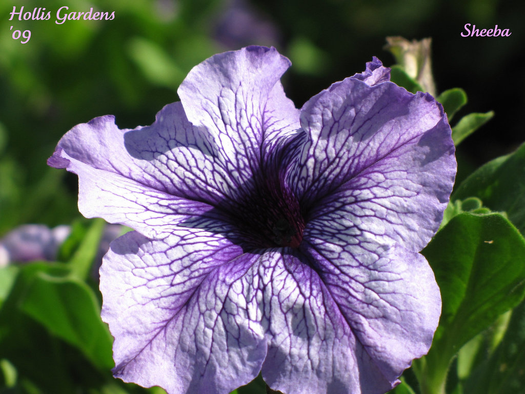 She Greets You in Purple ..