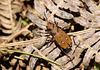Green Tiger Beetle Brown One