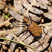 Green Tiger Beetle Brown One