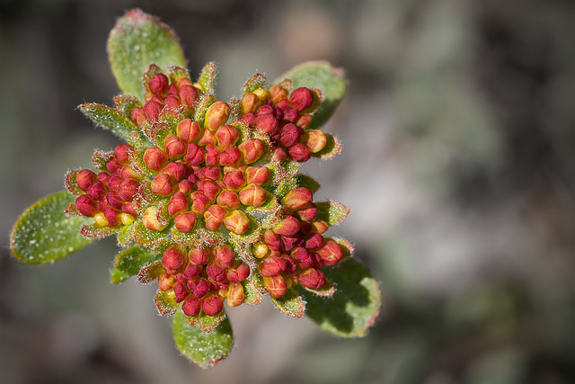 Red Buds in A Green Star