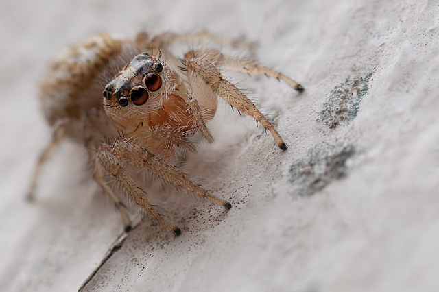 Beautiful Jumping Spider