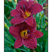 Day Lilies in Rain Magenta
