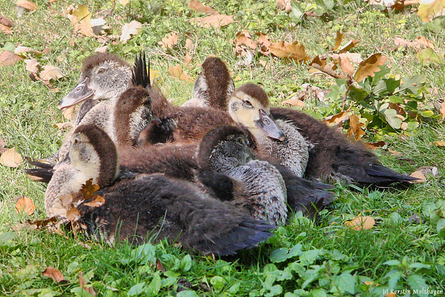 Moschusenten-Küken (Zoo Karlsruhe)