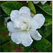 Gardenia with Rain 2