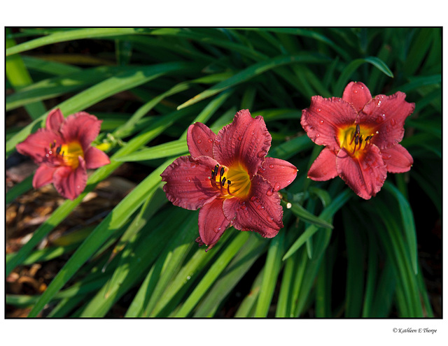 Day Lilies Magenta Trio