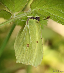 Brimstone Butterfly