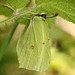 Brimstone Butterfly