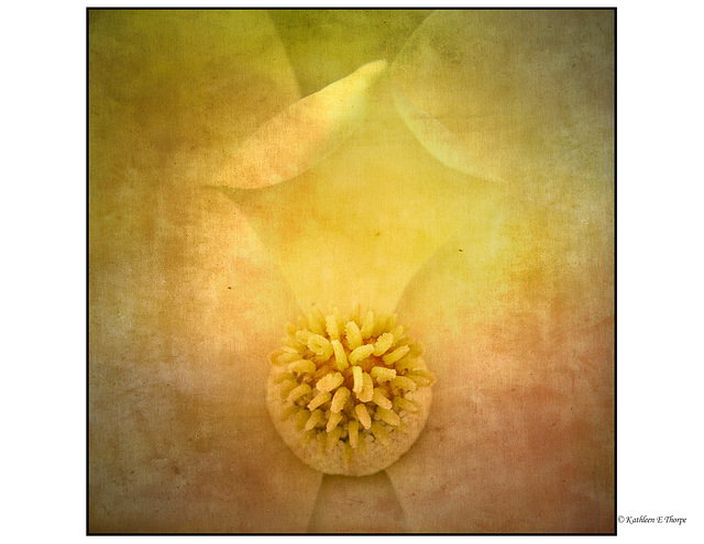 Magnolia Macro Muscatel Texture