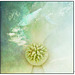 Magnolia Macro Sunflower Sky Texture 2