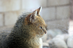 Rohrkatze (Zoo Heidelberg)