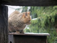 Rohrkatze (Zoo Heidelberg)