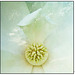 Magnolia Macro Sunflower Sky Texture 3
