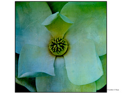 Magnolia Macro Paua Nacra Flypaper Texture
