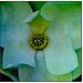 Magnolia Macro Paua Nacra Flypaper Texture