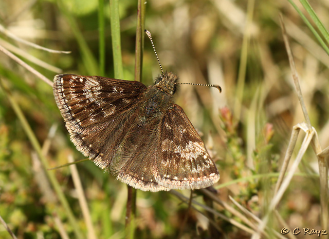 Dingy Skipper