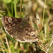 Dingy Skipper