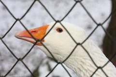 Gans hinter Gittern (Zoo Heidelberg)