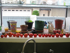 Windowsill tomato parade