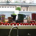 Windowsill tomato parade