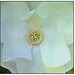 Magnolia Macro Paua Nacra Flypaper Texture 3