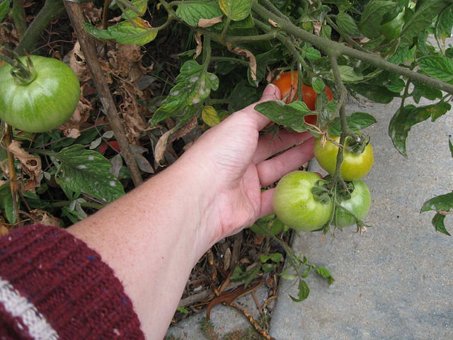 Checking the driveway garden (7/1)