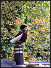 lesser black-backed funnel duck