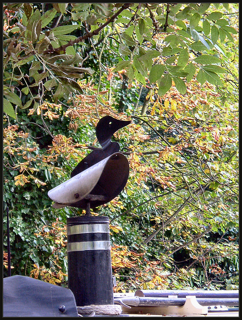 lesser black-backed funnel duck