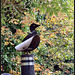 lesser black-backed funnel duck