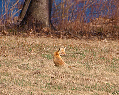 the quick red fox