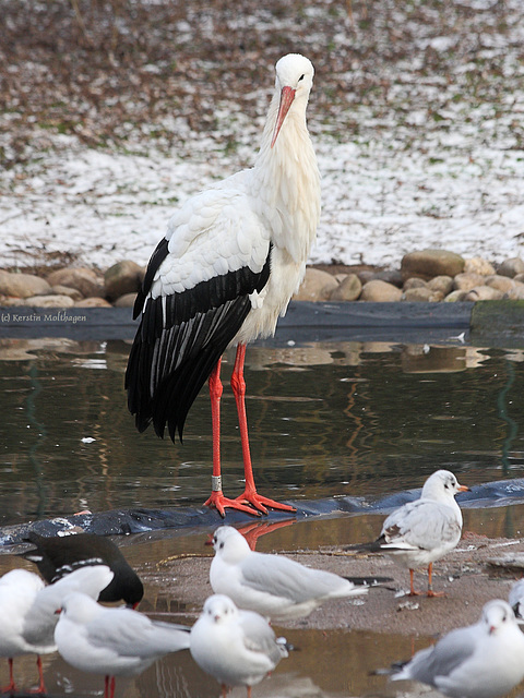 Big Brother is Watching You! (Zoo Heidelberg)