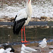 Big Brother is Watching You! (Zoo Heidelberg)