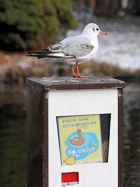 Möwe (Zoo Heidelberg)