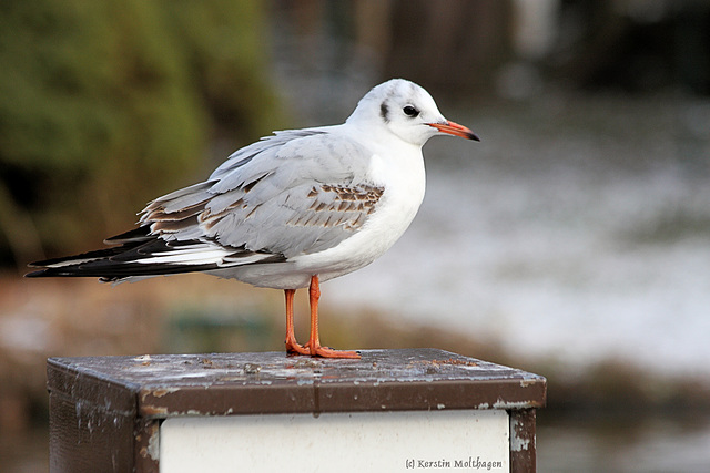 Möwe (Zoo Heidelberg)