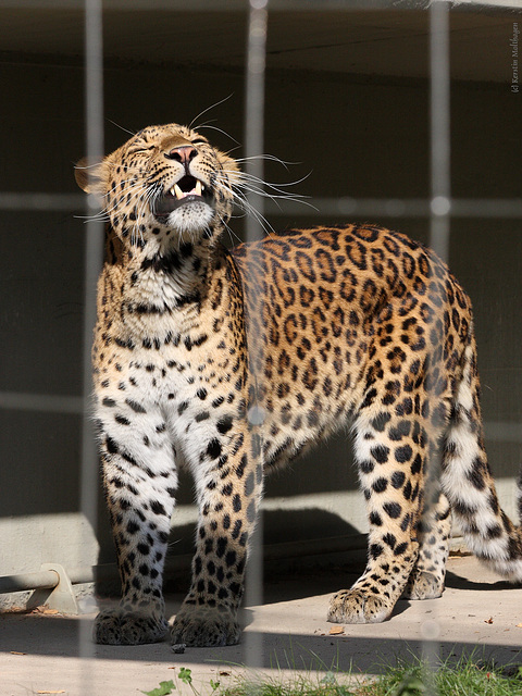 Chinesischer Leopard (Zoo Karlsruhe)