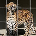 Chinesischer Leopard (Zoo Karlsruhe)