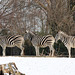 Damara-Zebras (Zoo Heidelberg)
