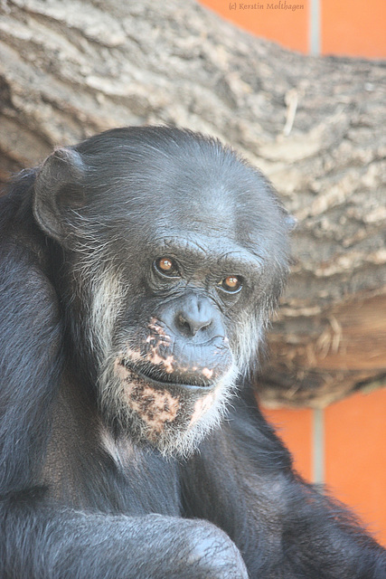 Schimpanse (Zoo Karlsruhe)