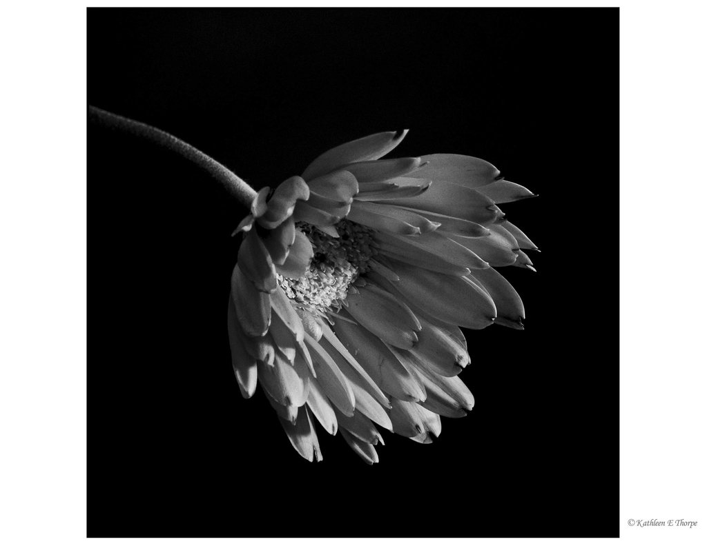 Gerbera in black and white