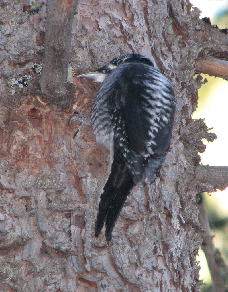 Back view