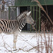 Damara-Zebra (Zoo Heidelberg)