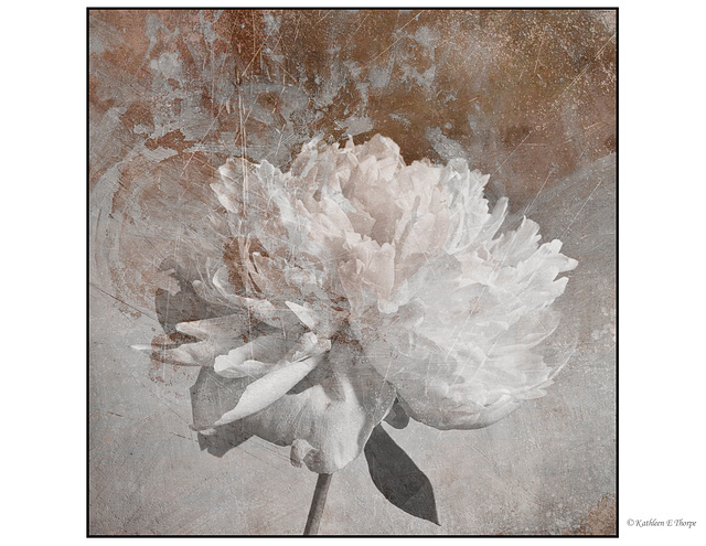 Peony Shadowhouse Creations Paint Set Texture