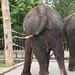 Elefanten zeigen Flagge VI (Wilhelma)