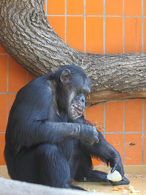 Schimpanse (Zoo Karlsruhe)