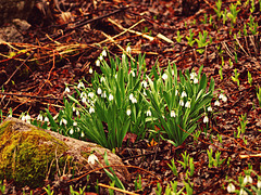 spring snowdrops