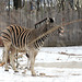 Damara-Zebra (Zoo Heidelberg)