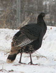 Wild Turkey