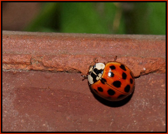 lady bug, lady bug, fly away home...